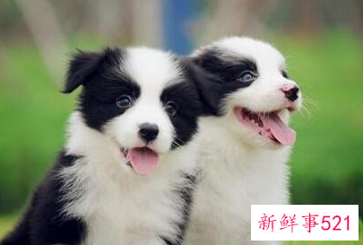 边牧幼犬容易兴奋怎么办