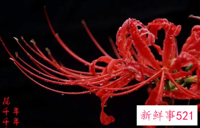 写彼岸花的古诗有哪些