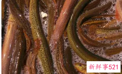 黄鳝的功效与作用