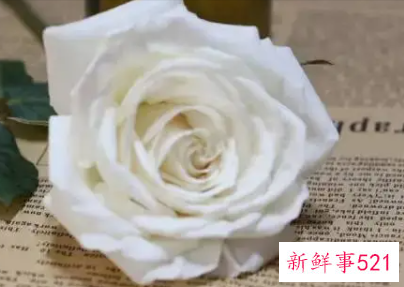 白色象征爱情的寓意