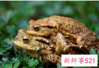 梦见癞蛤蟆是什么意思