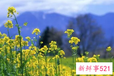 梦见油菜花什么意思