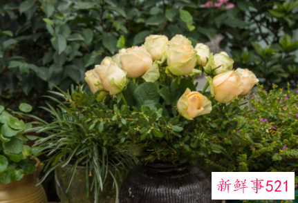 紫荆花和洋紫荆有哪些区别