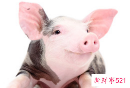 95年属猪哪年遇到另一半