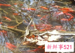 梦见放生金鱼好不好