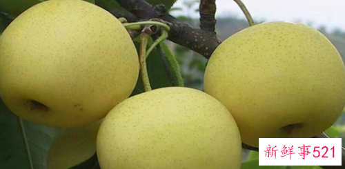 新鲜的梨子应该怎么保存