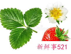 草莓叶子有什么功效和作用