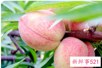 孕妇梦见大桃子是什么意思