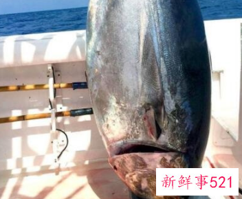 世界上最耐寒的鱼