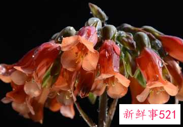 什么植物寓意安心