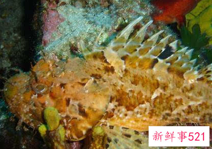 世界上最毒的生物