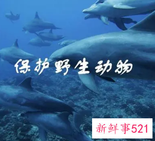 保护野生动物的活动主题