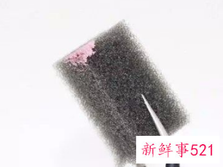 光疗贝壳甲的做法教程