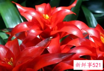 7种象征吉祥好运的花