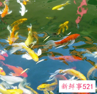 初学养鱼适合养什么鱼