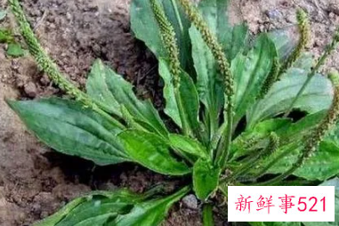 哪些人不宜喝车前草水