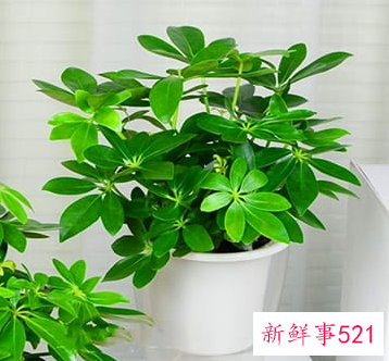 客厅寓意好的植物