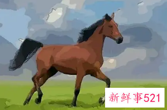 90年属马女二婚幸福吗