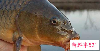 鲤鱼有什么好处