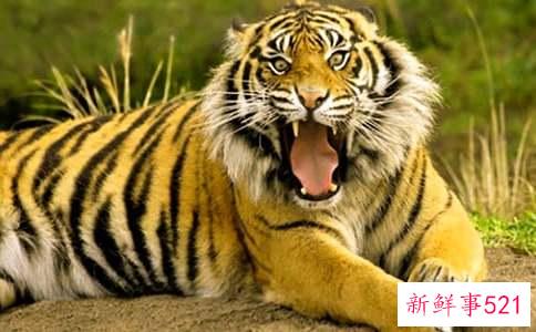 老虎水瓶座男孩是怎样的