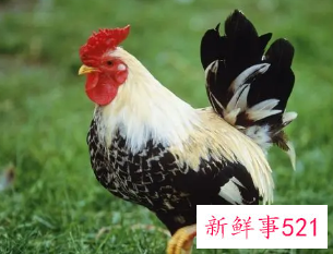 属鸡的幸运花和旺财花