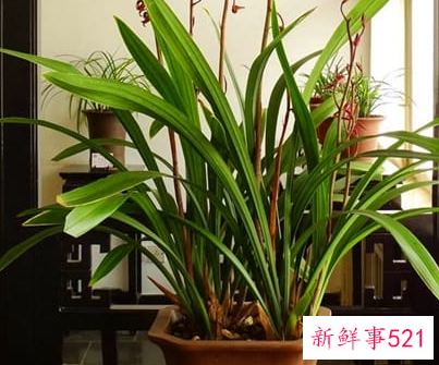 客厅寓意好的植物