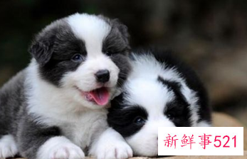 边牧幼犬容易兴奋怎么办