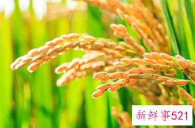 收获的优美句子