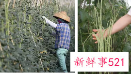 梦见豆角有什么征兆