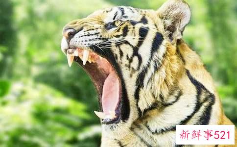 孕妇梦见白老虎