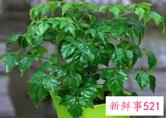 富贵树叶子黄了该怎么办