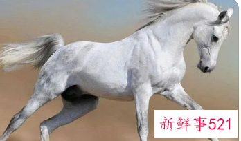 属马的人适合戴什么手串