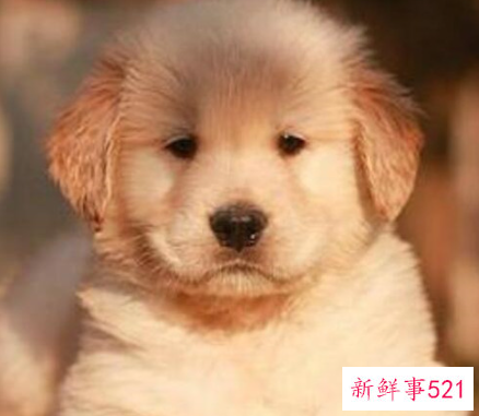 排名前20有灵性的宠物