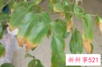 富贵树叶子黄了该怎么办