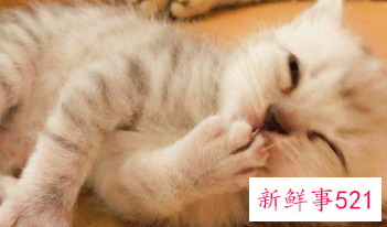 幼猫怎么确定猫认主人了