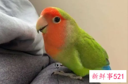 鹦鹉的正确饲养方法