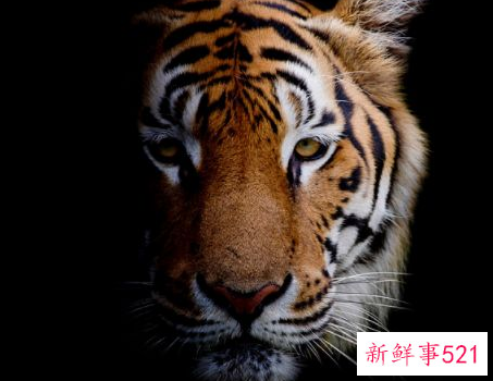 属虎的人今日运势怎么样