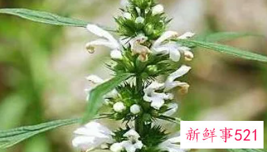 益母草什么时候喝最好