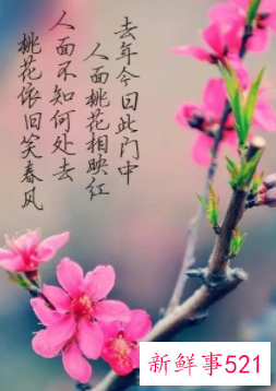 桃花相关的诗句