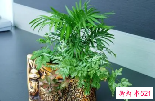 办公室养什么植物好