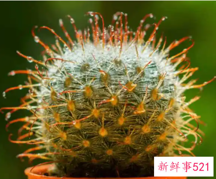 仙人球长斑了怎么办