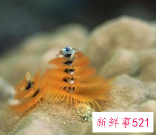 梦到小昆虫很听话