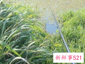 钓鲫鱼钓位选择口诀