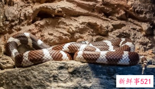 梦见蛇是生男孩还是女孩