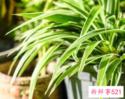 新房室内装修用空气净化器有必要吗