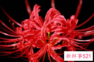 写彼岸花的古诗有哪些