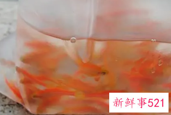 梦见放生金鱼好不好