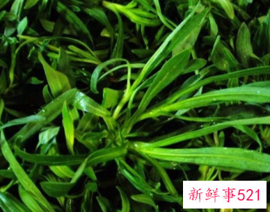 春季适合吃的蔬菜视频