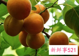 梦见满树的杏子