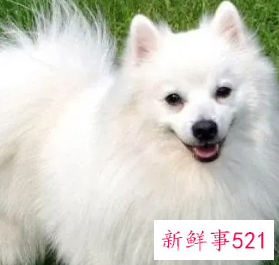 银狐犬不能吃的食物有哪些